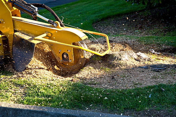 Leaf Removal Services